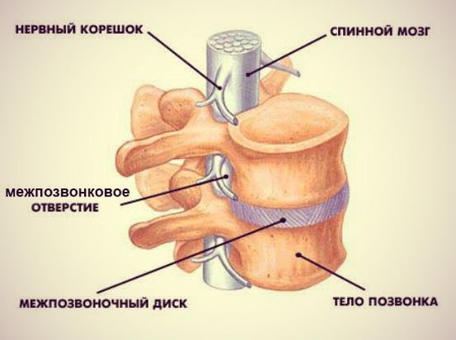 Межпозвоночная грыжа шейного отдела позвоночника симптомы и лечение без операции Москва. Упражнения при грыже шейного отдела.